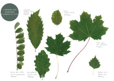 Actualités MKRS-W : Etude phytosanitaire pour le site de Sainte-Hélène (Photo d'un herbier des essences d'arbres du site)