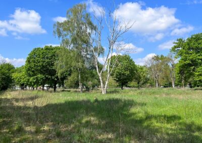 Photo d'un arbre dans une prairie