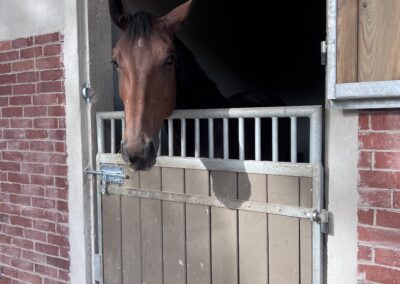 Photo d'un cheval dans un boxe - Montebello